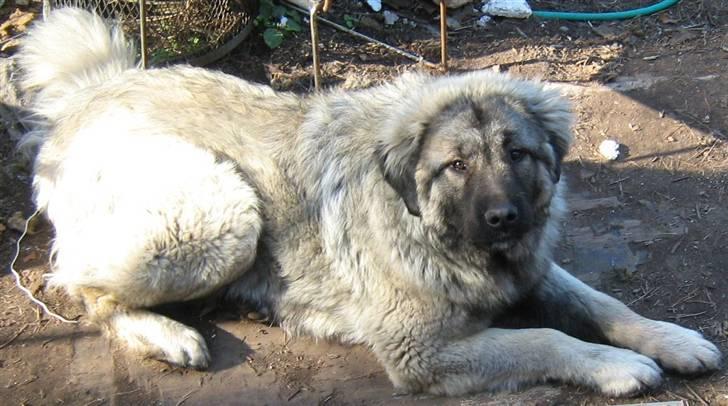 Kaukasisk ovtcharka bullerbassen - som det ses ligner bullerbassen mest sin far, dog lidt gråt skær over pelsen fra sin mor og den hvide brystmarkering billede 15