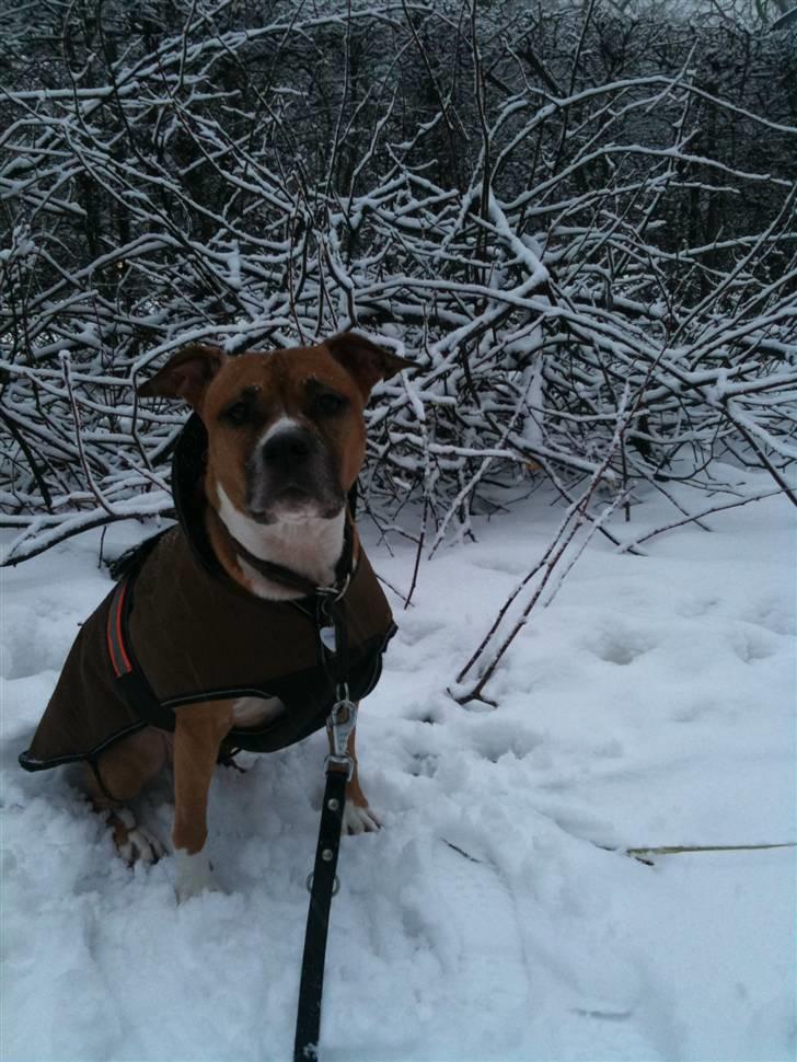 Amerikansk staffordshire terrier Tovdal Crystal Rainbow billede 13