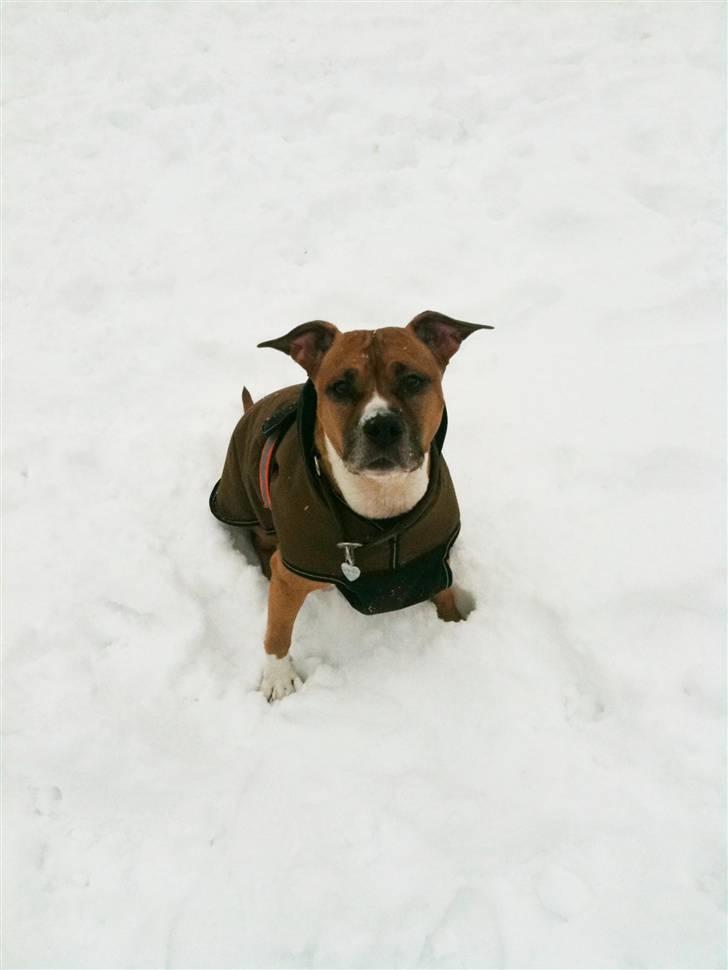 Amerikansk staffordshire terrier Tovdal Crystal Rainbow billede 14