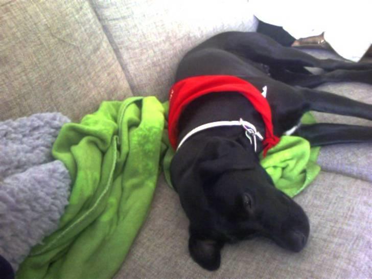 Blanding af racer Tippi billede 2