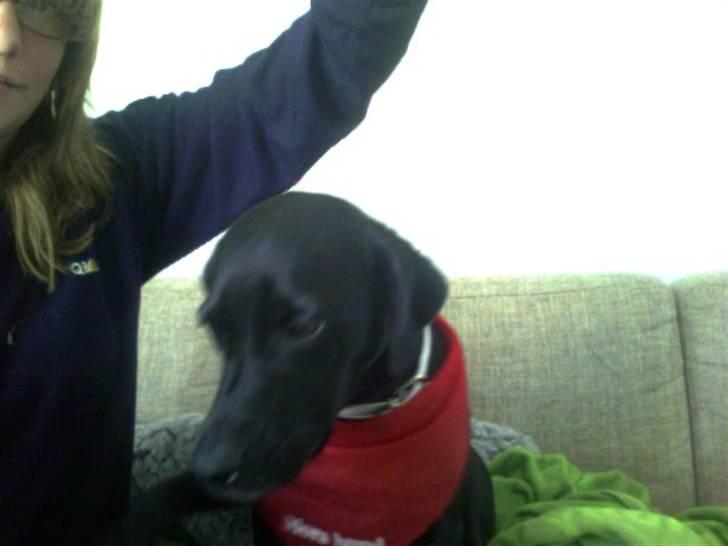 Blanding af racer Tippi billede 4