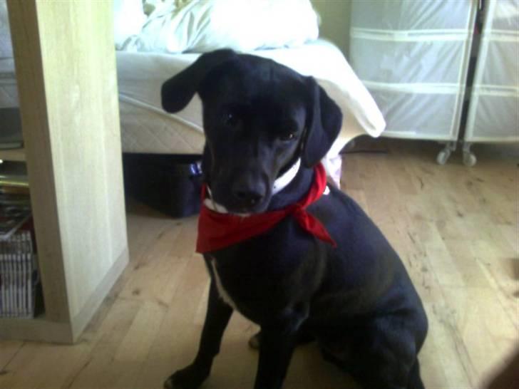 Blanding af racer Tippi billede 5