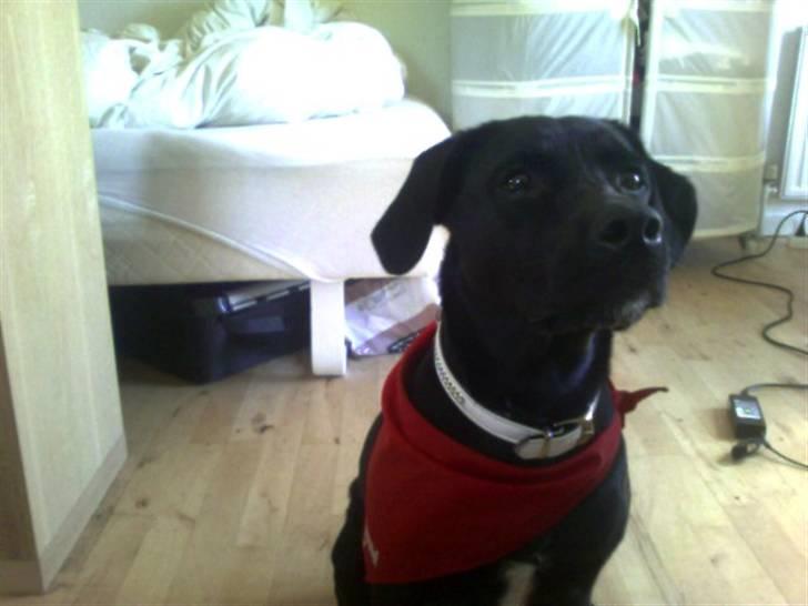 Blanding af racer Tippi billede 6