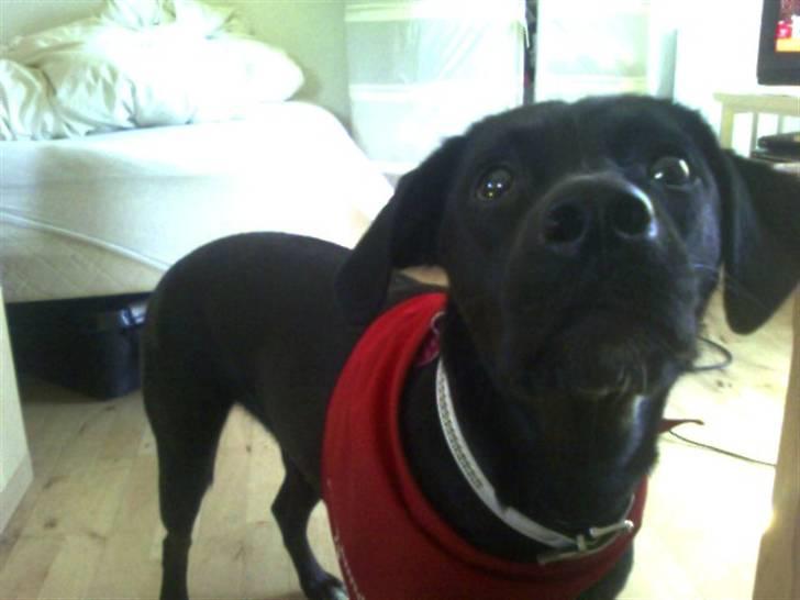 Blanding af racer Tippi billede 7