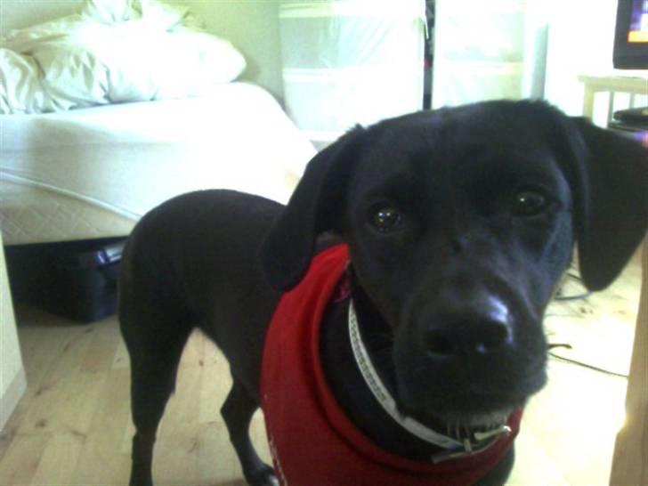 Blanding af racer Tippi billede 8