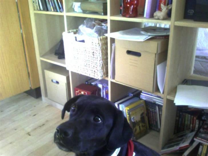 Blanding af racer Tippi billede 10