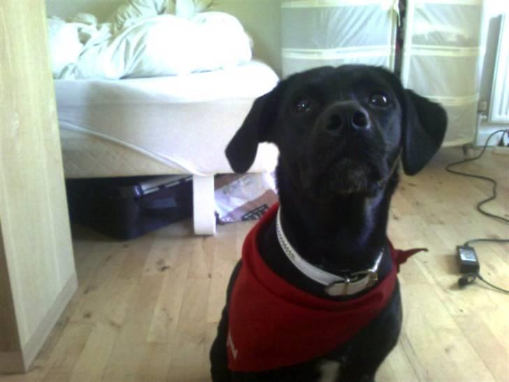 Blanding af racer Tippi billede 11