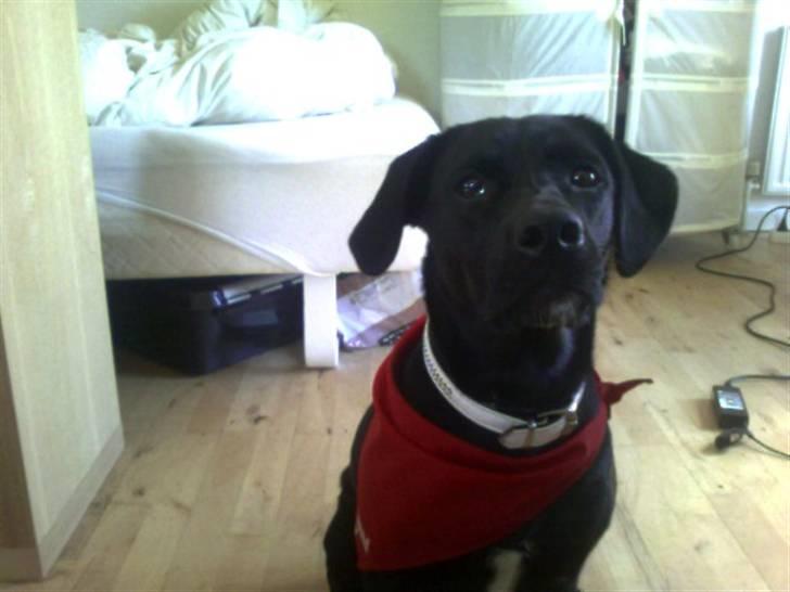 Blanding af racer Tippi billede 12