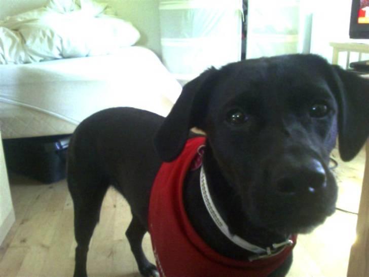 Blanding af racer Tippi billede 13