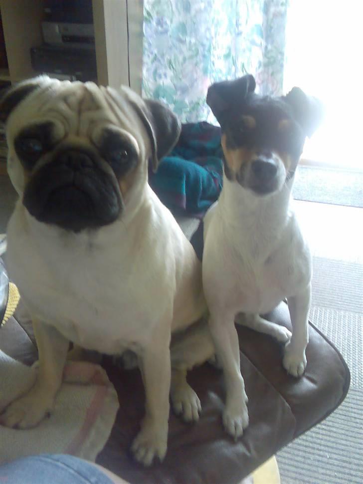 Mops Laban - Laban og Luni    billede 10