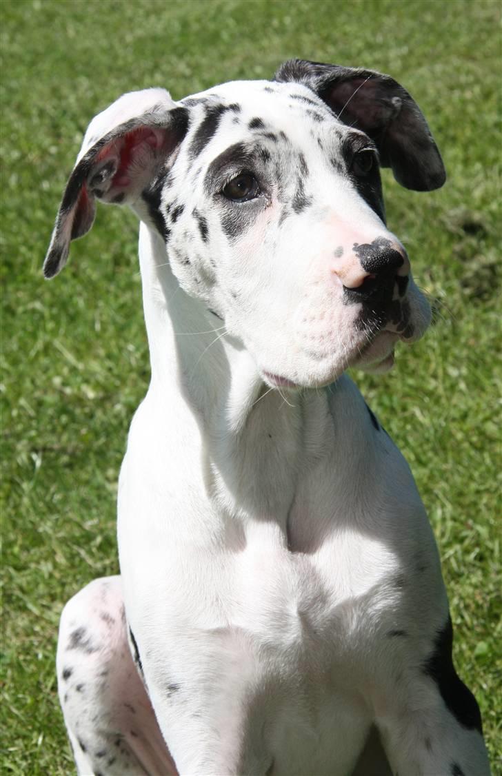 Grand danois Zenta billede 5