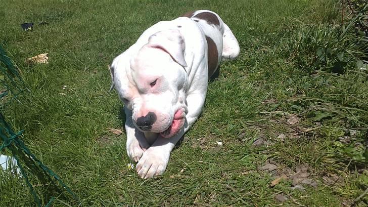 Amerikansk staffordshire terrier  R.I.P. herbie billede 8