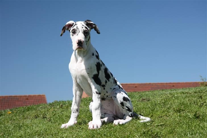 Grand danois Zenta billede 6