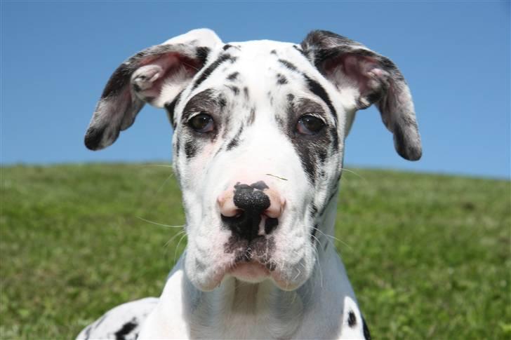 Grand danois Zenta billede 7