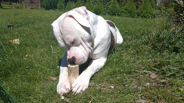 Amerikansk staffordshire terrier  R.I.P. herbie billede 9