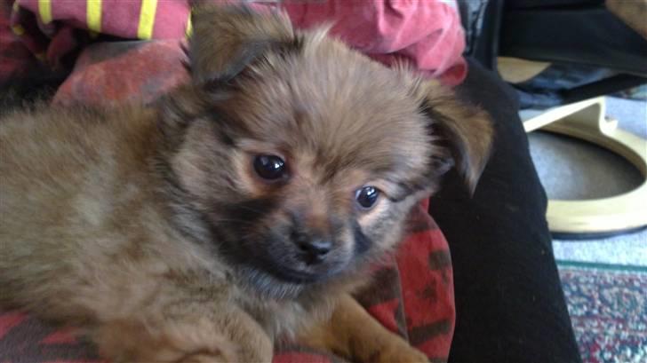 Blanding af racer Baby - Jordens Dejligste og Kønneste lille Baby.Pige,på knap 1200gr. Hun er her 9 uger. billede 1