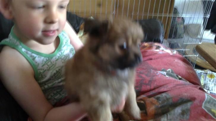 Blanding af racer Baby - Her sidder vi pænt på Jesper´s arm.8 uger billede 2