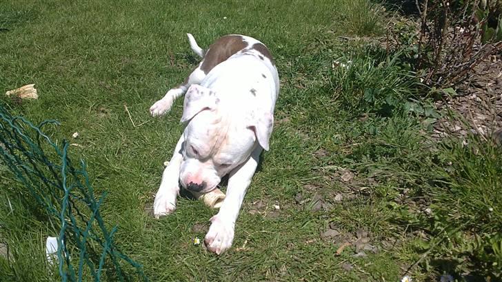 Amerikansk staffordshire terrier  R.I.P. herbie billede 10