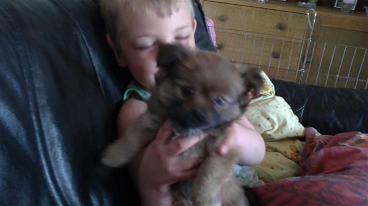 Blanding af racer Baby - Hygge lige hos Jesper,8 uger billede 3