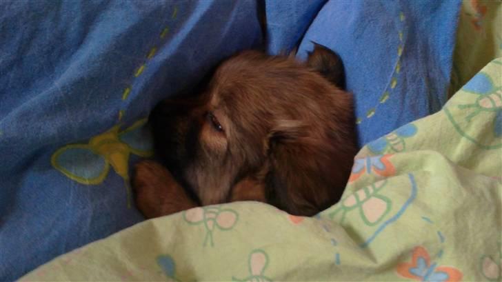 Blanding af racer Baby - Igen hvor hun putter under dynen billede 4