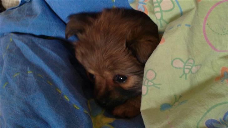 Blanding af racer Baby - Her putter baby under Jesper´s dyne,hun er 8 uger. billede 5