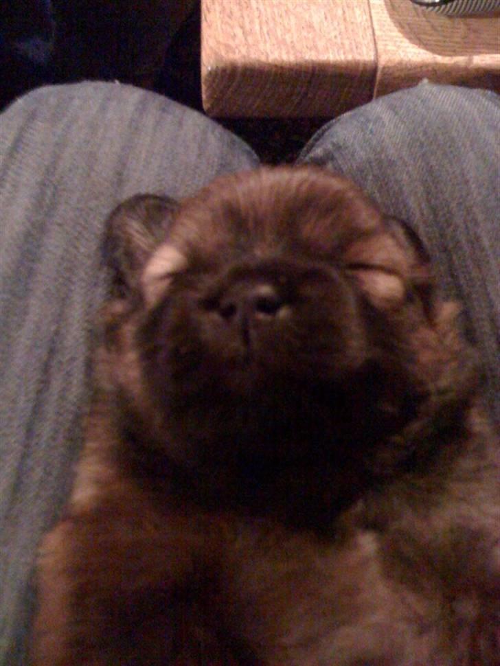 Blanding af racer Baby - Her er baby kun 5 uger billede 6