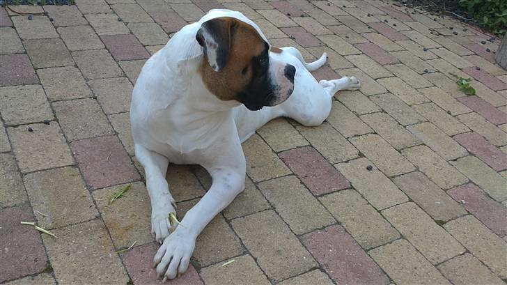 Amerikansk bulldog Hemi billede 15