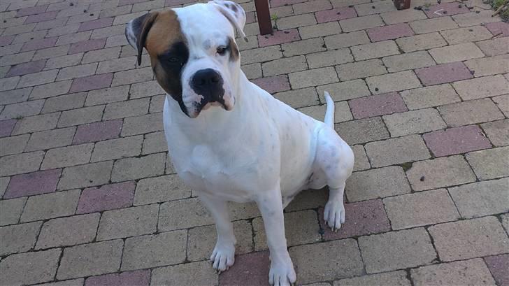 Amerikansk bulldog Hemi billede 16