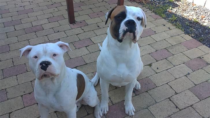 Amerikansk bulldog Hemi billede 17