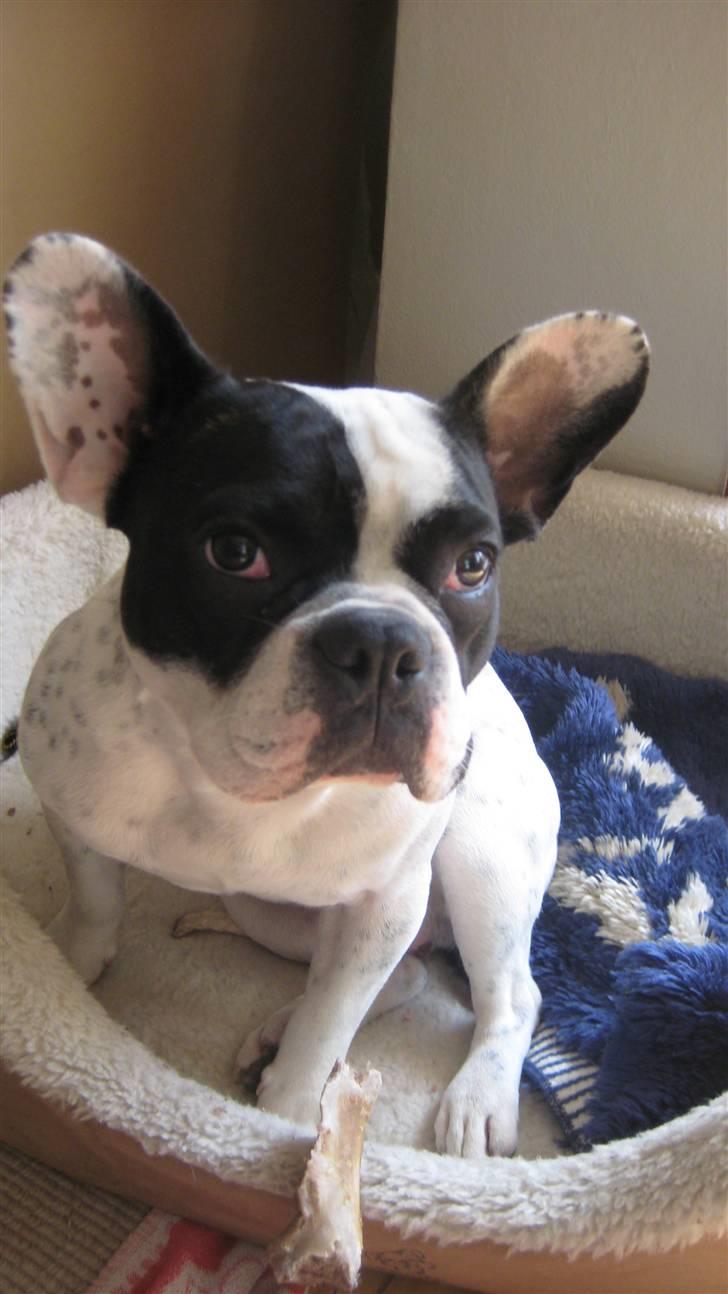 Fransk bulldog Luie billede 10