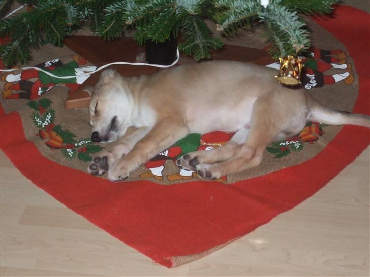 Blanding af racer Quark<3min - Quark efter vi havde sat gaverne op i stuen og var på vej til at sætte dem ind under træet... men han mente altså at en smuk gave(Quark selv) måtte være nok til hele familien... billede 6