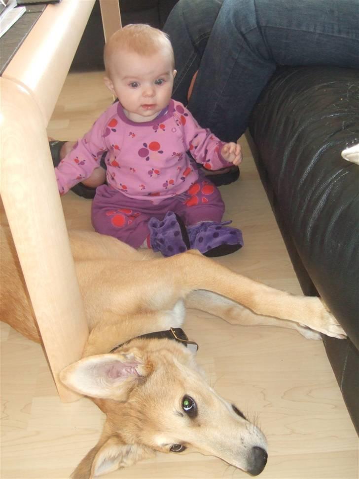 Blanding af racer Quark<3min - Min skat som babysitter:-) billede 7