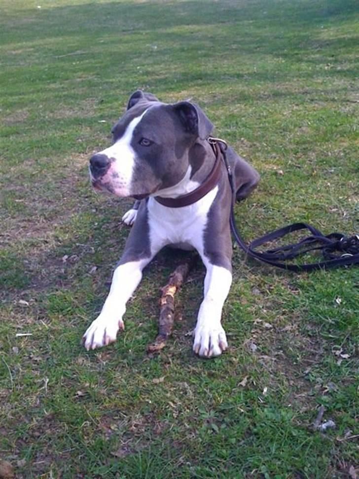 Amerikansk staffordshire terrier Commando Aio billede 14