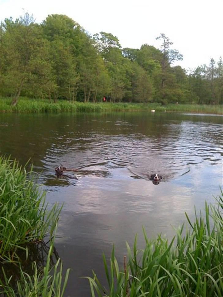 Amerikansk staffordshire terrier Commando Aio billede 15