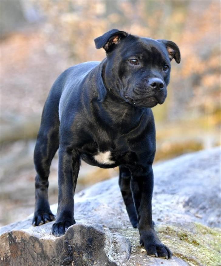 Staffordshire bull terrier Purestaffs Bright Hope Mi - spejder billede 9