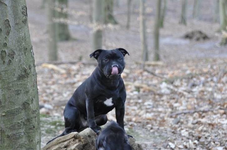 Staffordshire bull terrier Purestaffs Bright Hope Mi - i sneen billede 10