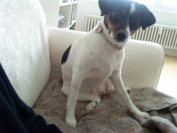 Dansk svensk gaardhund Rosa - Elsker din måde at sidde på:) ! billede 9