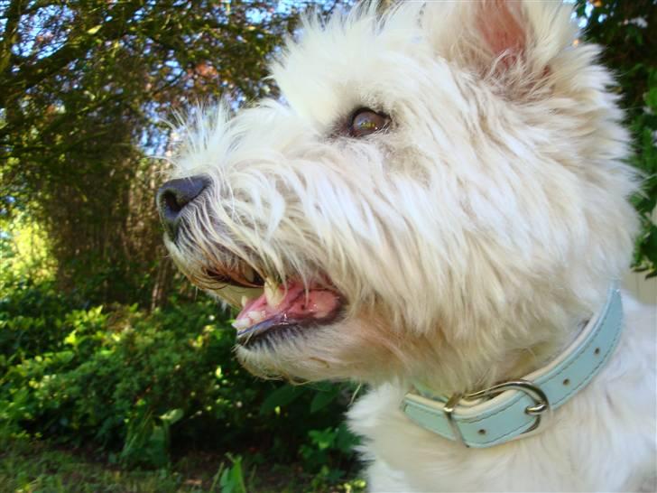 West highland white terrier Sascha - Dejlige hundebasse :D billede 1