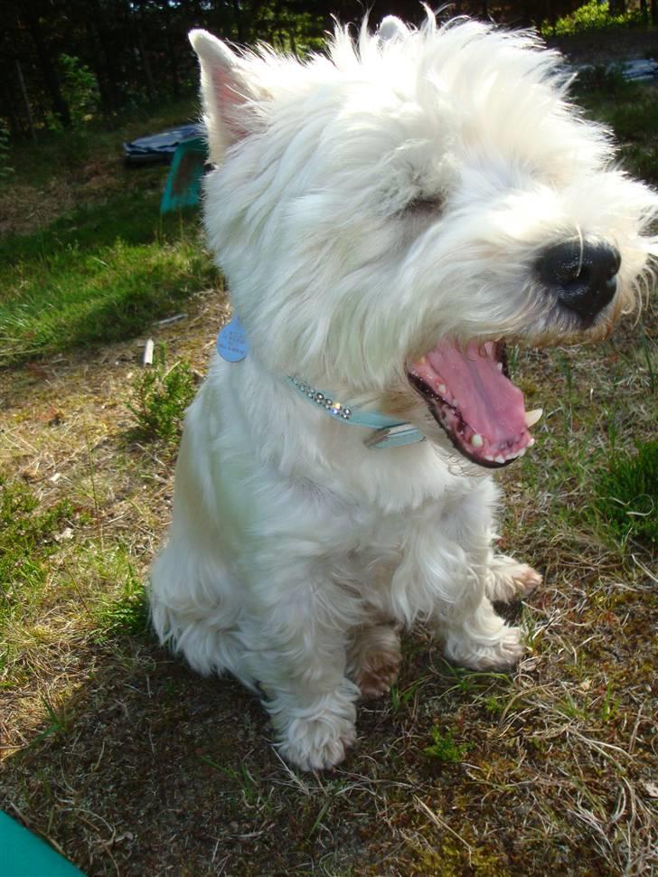 West highland white terrier Sascha billede 2