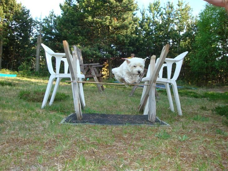 West highland white terrier Sascha - Hun er flyvende! 34 cm billede 3