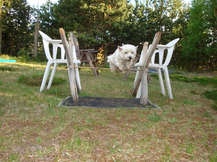 West highland white terrier Sascha billede 4