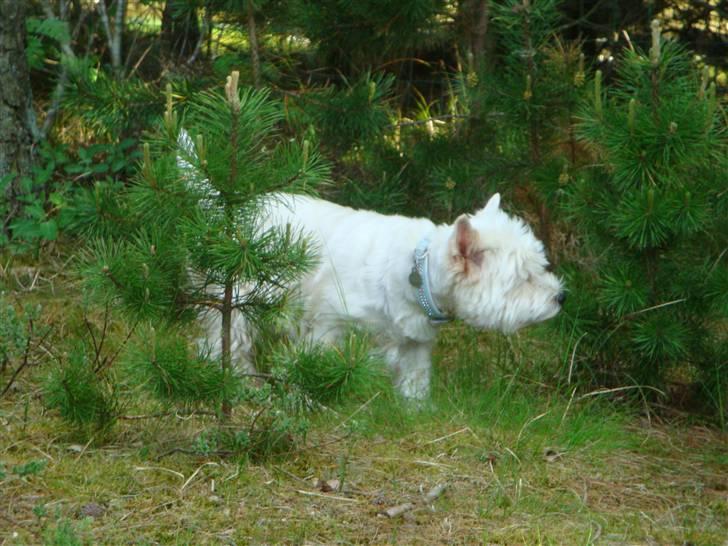 West highland white terrier Sascha - Den dejlige på skovtur :D billede 5