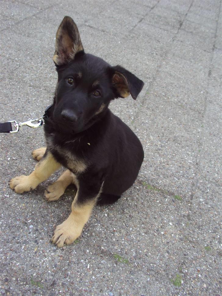 Schæferhund Freya billede 1