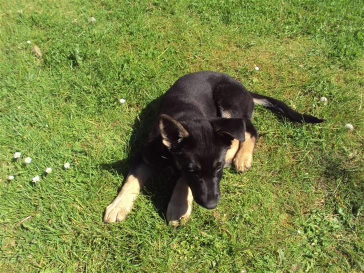 Schæferhund Freya billede 3