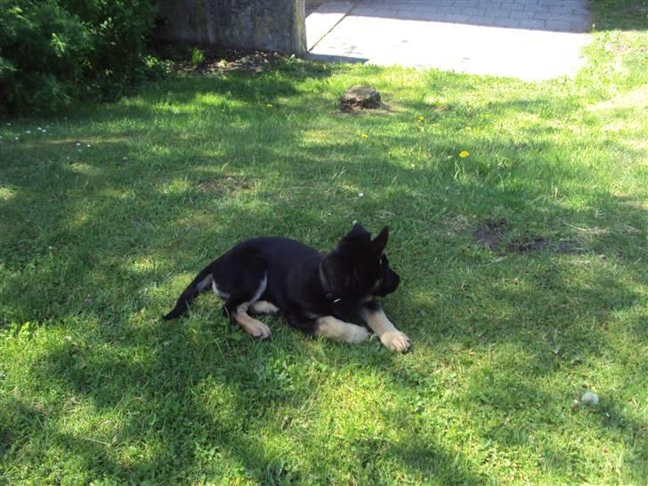 Schæferhund Freya billede 4