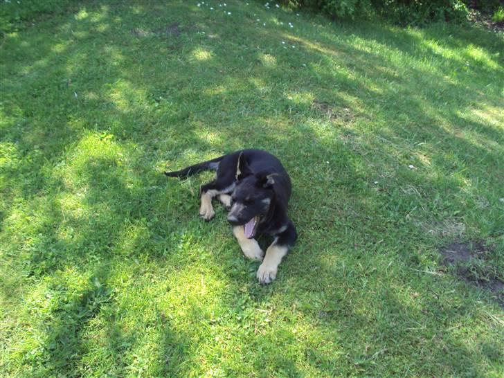 Schæferhund Freya billede 5