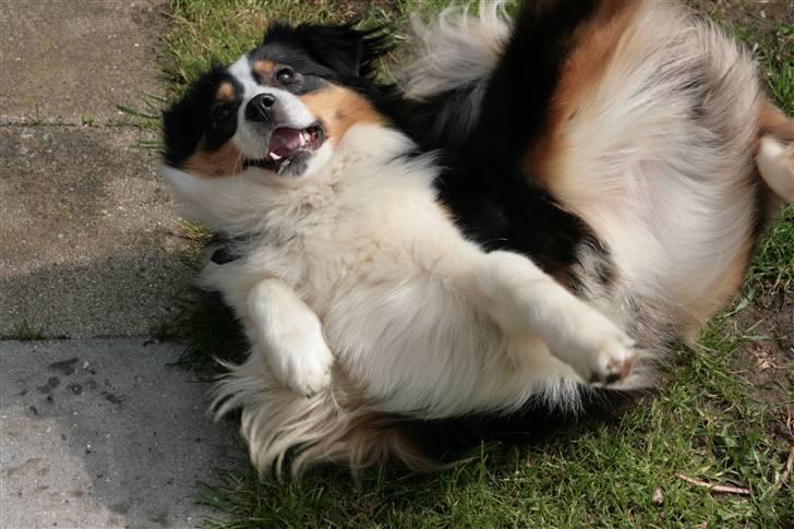 Australian shepherd Gracie billede 10