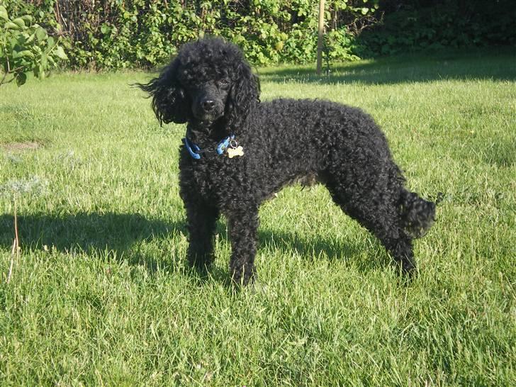 Dværgpuddel Pjuske Æ. *Krølle* billede 9