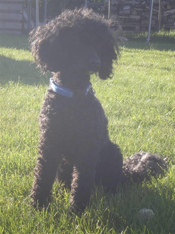 Dværgpuddel Pjuske Æ. *Krølle* billede 10