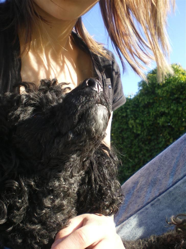 Dværgpuddel Pjuske Æ. *Krølle* - Hej Nikoline. Har du noget ost?  billede 11